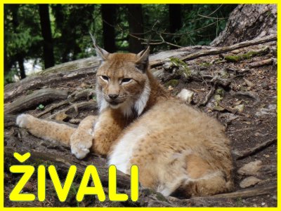 IVALI